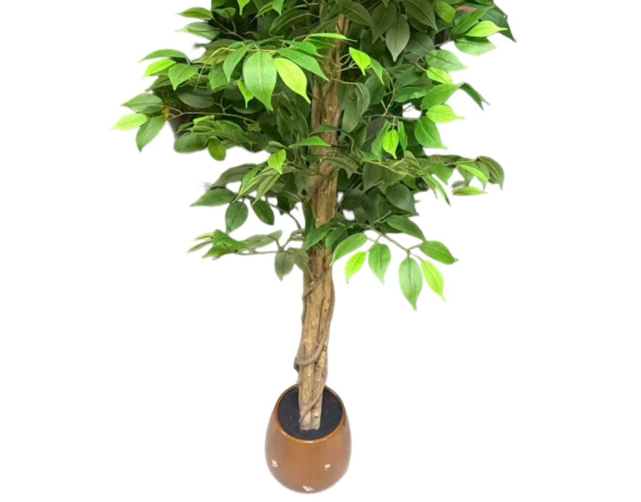 Artificial Emerald & Ficus Tree ( 45 cm - 220 cm) - Image 4
