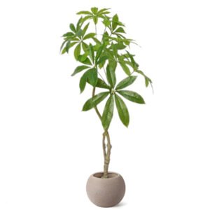 Artificial Pachira Aquatica/ Lucky Money Tree ( 45 cm - 220 cm)