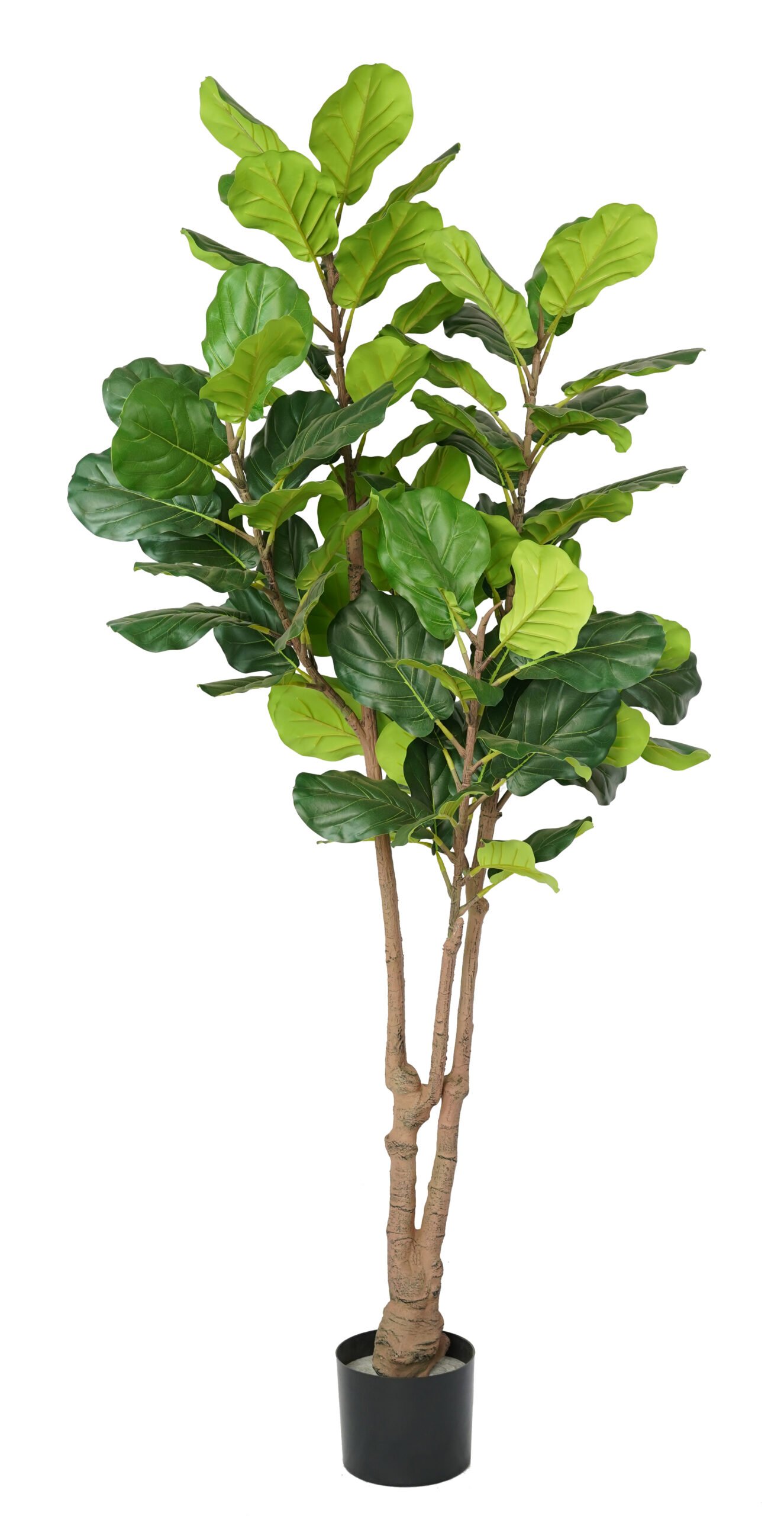 Artificial Fiddle Leaf Fig Tree ( 45 cm - 220 cm) - Image 2