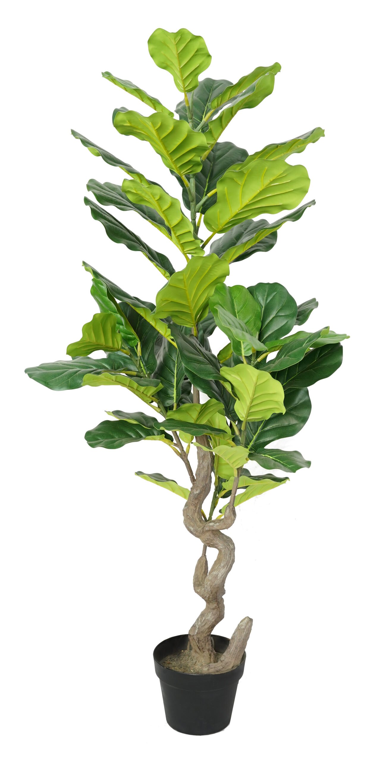 Artificial Fiddle Leaf Fig Tree ( 45 cm - 220 cm) - Image 4
