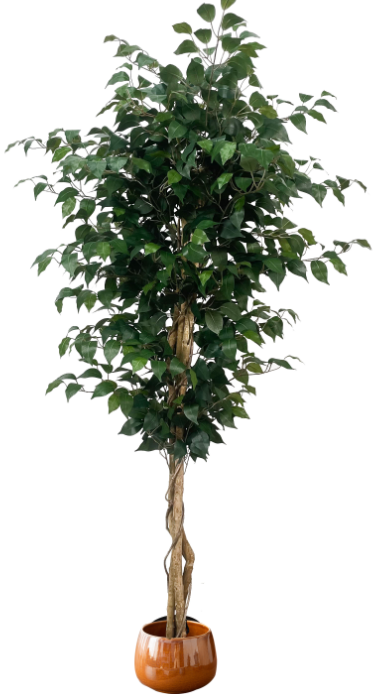 Artificial Emerald & Ficus Tree ( 45 cm - 220 cm) - Image 3