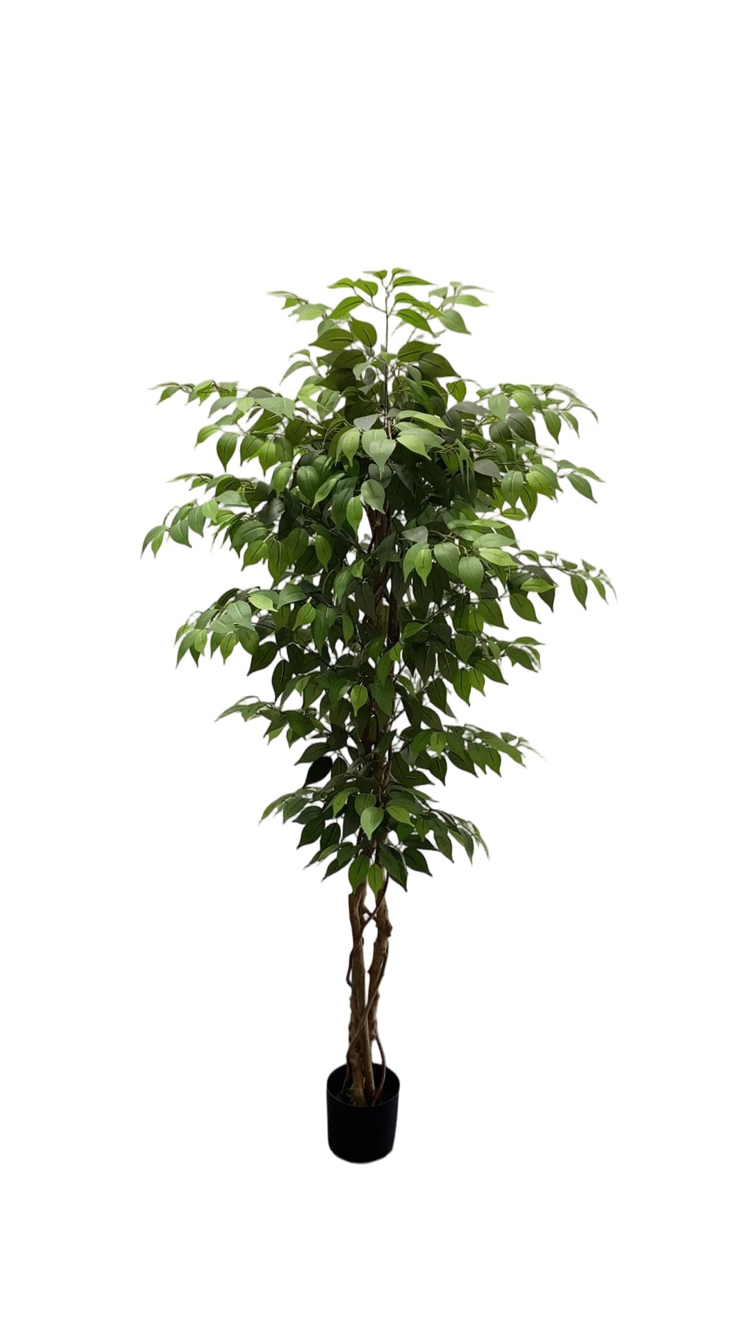 Artificial Emerald & Ficus Tree ( 45 cm - 220 cm) - Image 5